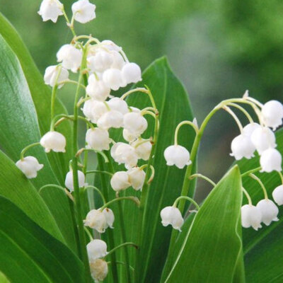 Lily of the Valley Absolute, 100% Pure &Natural Essential Oil Uncut or diluted