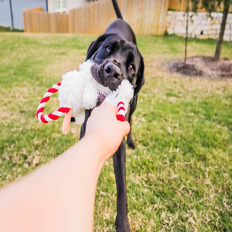 Soft Plush Dog Toy with Rope Pull and Crinkle Noise Lamb Chop Pet Dog Supplies