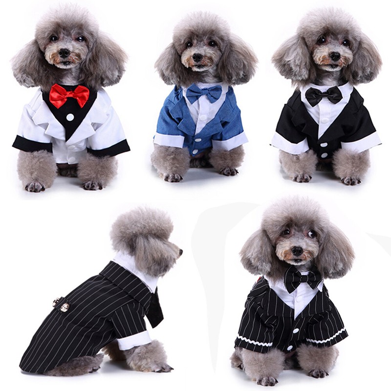 Anzug Hund Test Vergleich +++ Anzug Hund günstig kaufen!