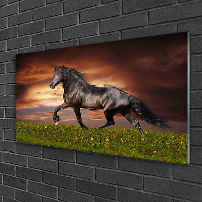 Tableau sur verre Image Impression 100x50 Animaux Cheval Noir Prairie