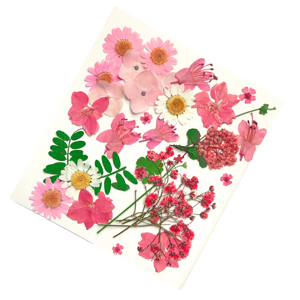 30 pcs Real Flower Materials Plants Specimen for Greeting ...