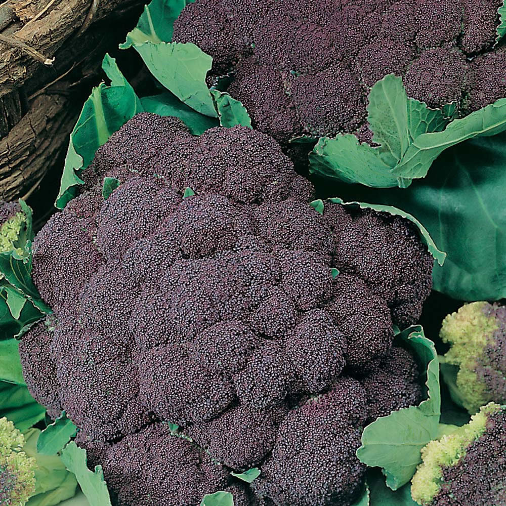 italienischer lila Blumenkohl „di sicilia violetto“ Samen Gemüsesamen