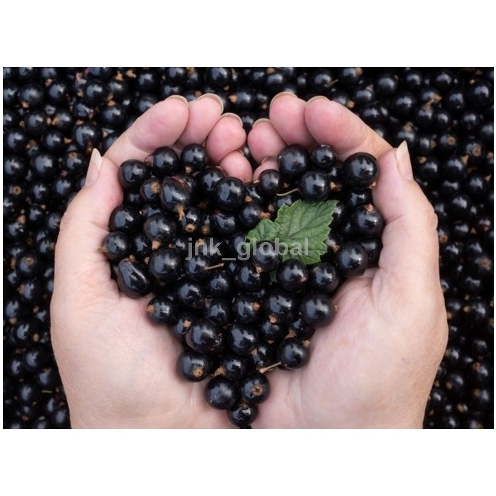 к чему снится смородина женщине. смородина белая. к чему снится смородина женщине. красная и черная смородина. сонник.