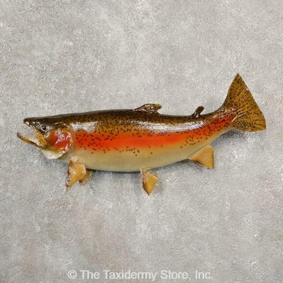 Fish Red Belly - 20569 e 20 75 rainbow trout taxid!   ermy mount for sale