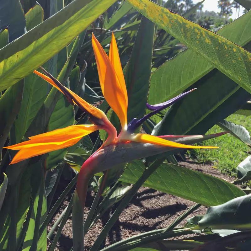 Where Can I Buy Bird of Paradise Flowers: Top Trusted Sources