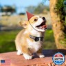 Rhinestone Bowtie Dog Collar for Girls Boys,Cute Dazzling Sparkling Soft Suede Leather Pretty Bling Cat Collars Crystal Diamond Pet for Small Medium Large Puppy Kitty Female Male
