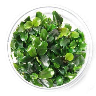 Bucephalandra Green Wavy Tissue Culture | Aquarium Plants Factory 