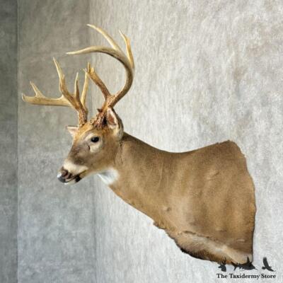 #29169 P | Whitetail Deer Taxidermy Shoulder Mount For Sale