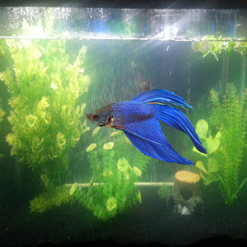 Organic Dried Banana Leaves for Fish Aquarium Leaf Betta Terrarium Vivarium 200g