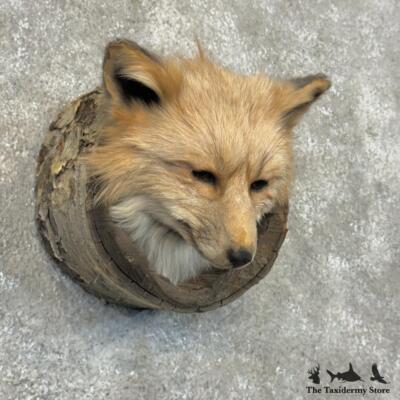 #29707 E | Cross Fox Head in a Log Taxidermy Mount For Sale
