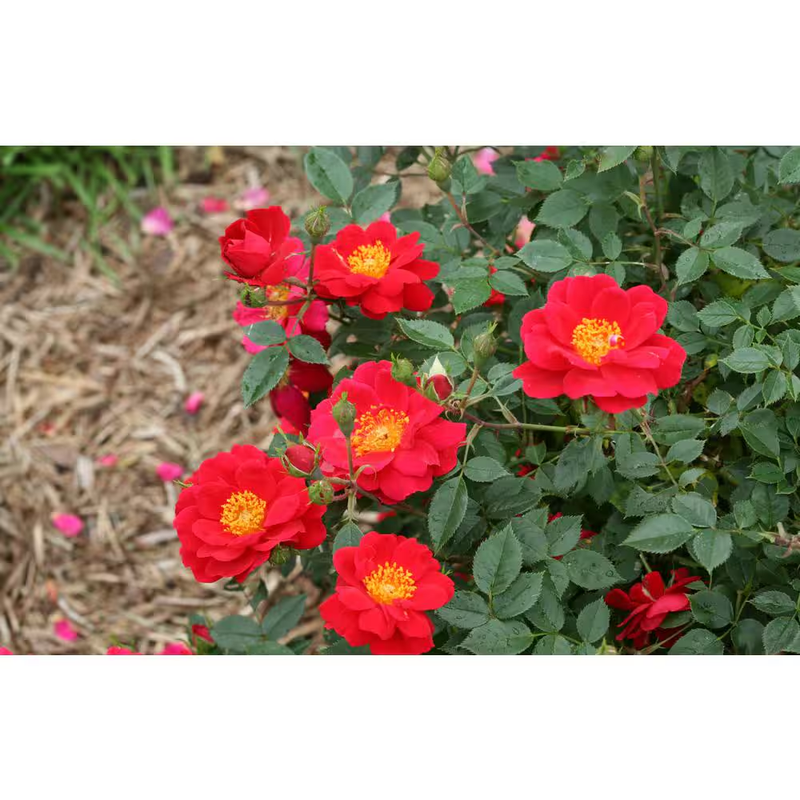 Proven Winners Oso Easy Urban Legend Rose Live Plant Red Flowers Quart Shrub Sun