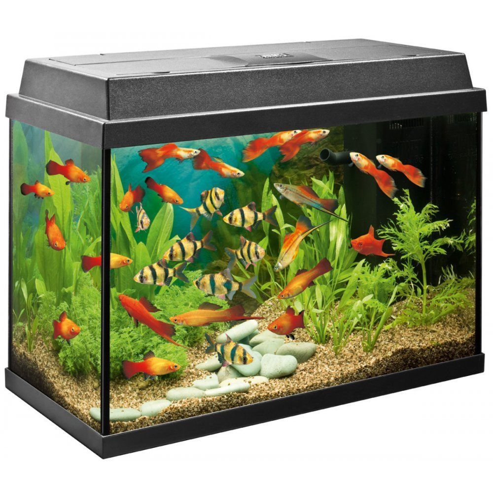 Juwel Aquariums