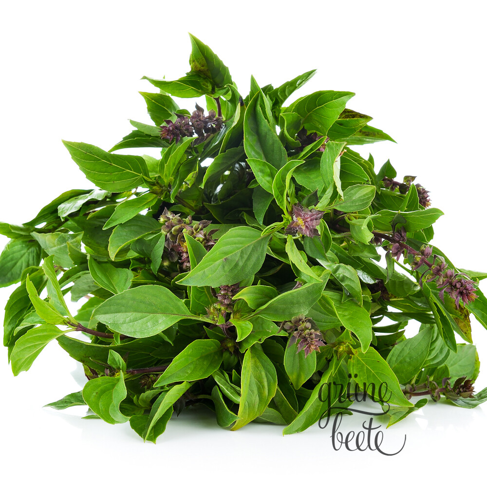 THAI-BASILIKUM 200+ Samen OCIMUM THYRSIFLORUM Thai Küche KRÄUTER Basil seeds
