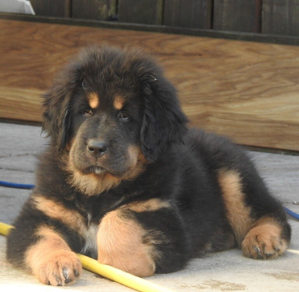 Tibetan mastiff last puppy girl | in 