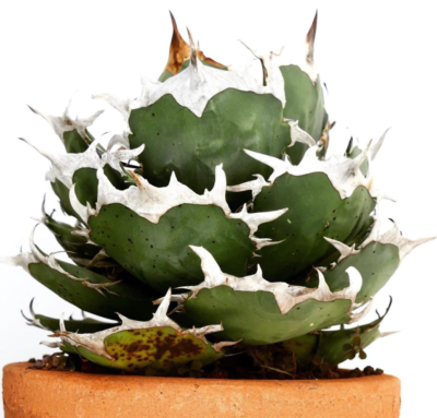 Agave titanota cv SHARK SHOUI 4-8 cm - - oteroi NO