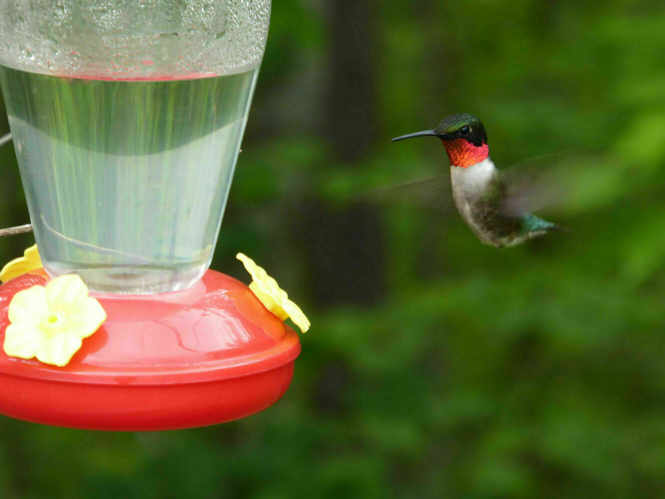 🐦🐦Red Hummingbird Nectar Feeders 2 Pk Hanging~~ ALWAYS MAILED IN A BOX
