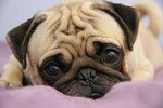 pugstan