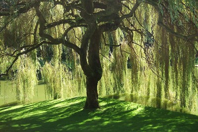 4 Golden Weeping Willow Trees - Ready to Plant - Beautiful Arching Canopy