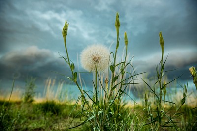 Photography Print of Large Dandelion on Stormy Day in Colorado