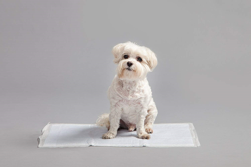 IRIS Neat 'n Dry Premium Pet Training Pads, Regular,  17.5