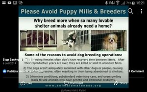 Stop Backyard Breeding Dogs Puppies Gumtree Australia Far