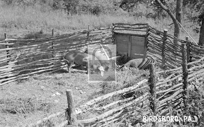 Farm Hog Pen Birdsboro Pennsylvania PA Reprint Postcard