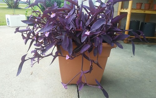 5 Cuttings Purple Heart Wandering Jew - Tradescantia Pallida Purpurea Plant