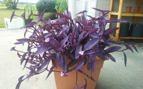5 Cuttings Purple Heart Wandering Jew - Tradescantia Pallida Purpurea Plant
