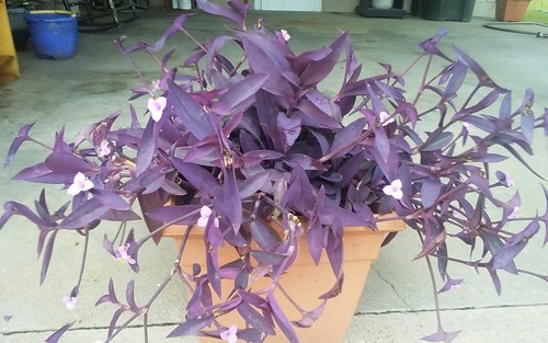 5 Cuttings Purple Heart Wandering Jew - Tradescantia Pallida Purpurea Plant