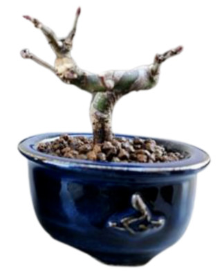 Seto Ware Miniature Bonsai Pot Handmade Planter Blue with Ridge Bonjin Japan