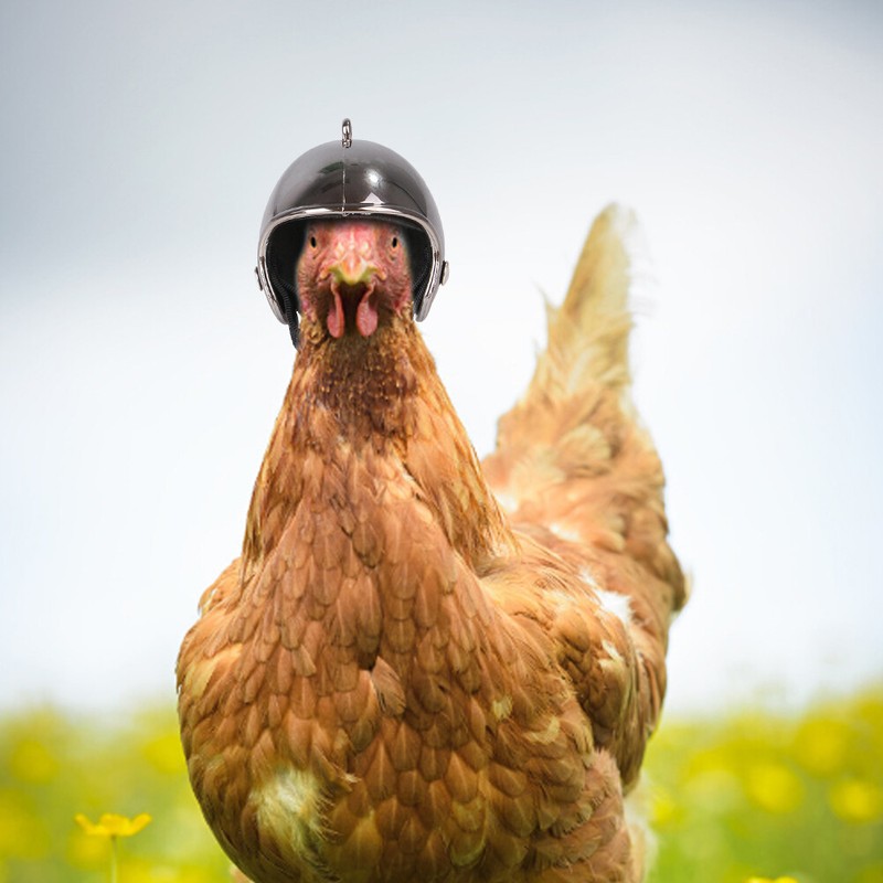 Pet Chicken Helmet Cute Funny Safety Helmet to Protect the Head of Small Poultry