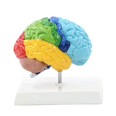 Right Hemisphere of Brain Human Body Model Education Brain Model 1:1 for4003
