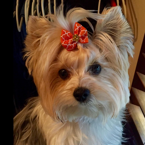Rimobul Yorkie Pet Hair Bows Rubber Bands - Pack of 50