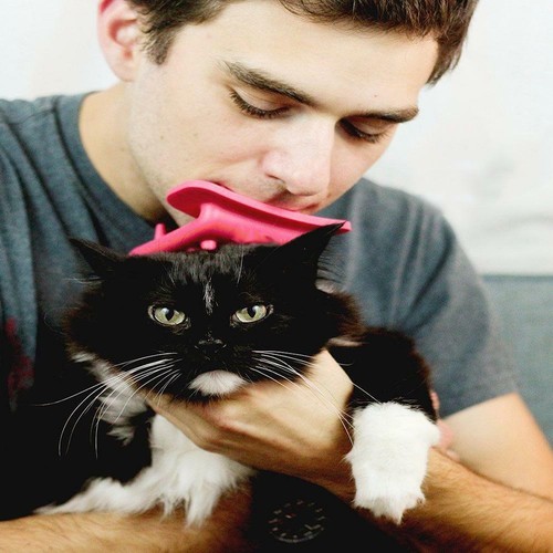 shru cat toy