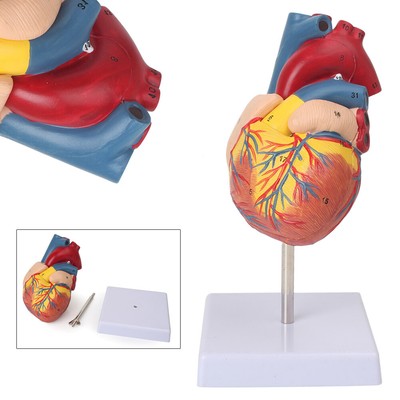 Lifesize Human Anatomical Model Halswirbelsäule