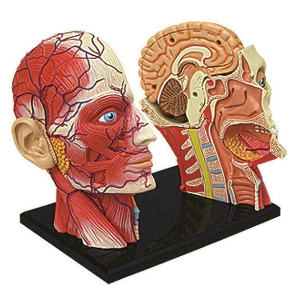 4D Human Head Skull Brain Anatomy Anatomical Model Medical Science