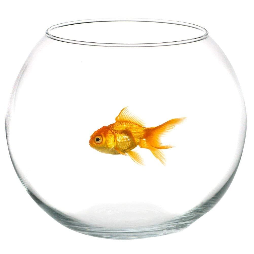 Ampolla Boccia In Vetro Trasparente 30 Cm Acquario Per Pesci Centrotavola sus