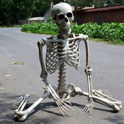 5.4ft Halloween Skeleton Full Body Life Size Skeleton Bones with Movable Joints