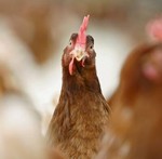 chickenbreaast
