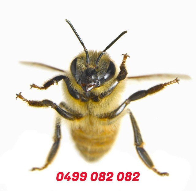 Bee Swarm Removal Perth | Other Home & Garden | Gumtree ...