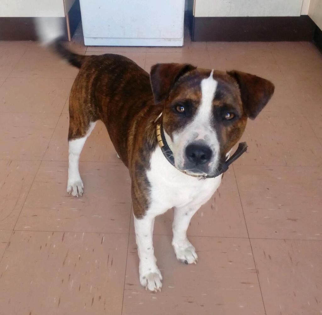 STAFFY x jack Russell, Dog in Chard, Somerset Gumtree