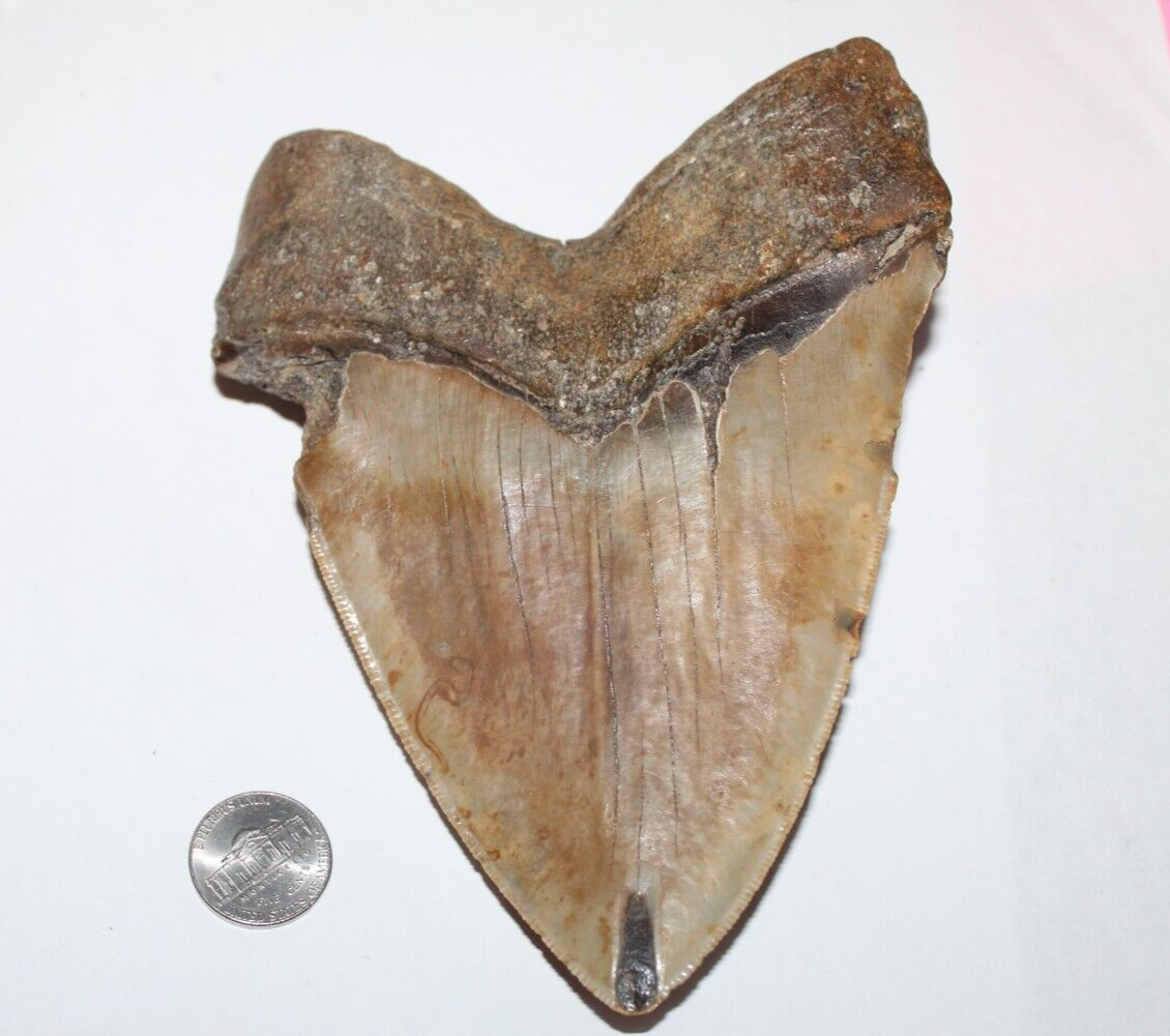 MEGALODON Shark Tooth Fossil No Repair Natural 6.19" HUGE BEAUTIFUL TOOTH