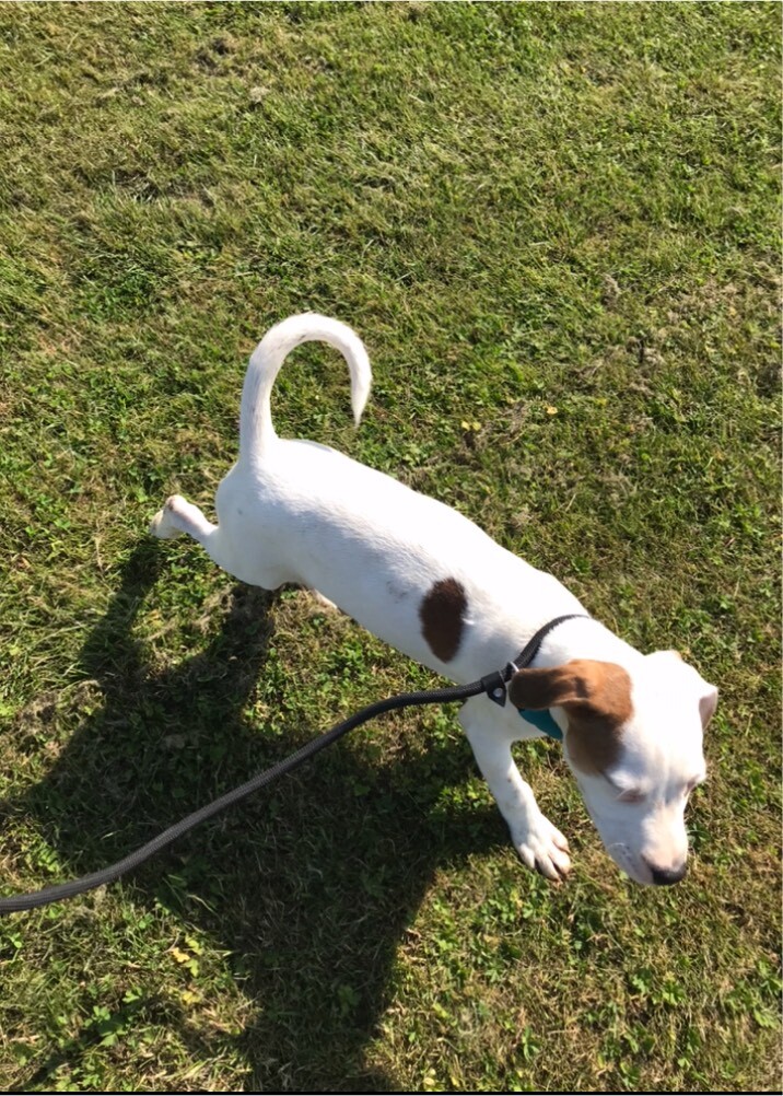 Staffy puppies ready now in Inverness, Highland Gumtree