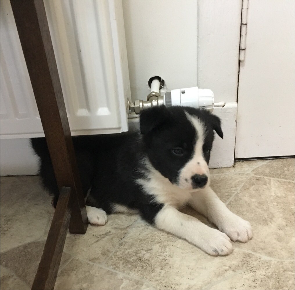 Border Collie Puppy In Lockerbie Dumfries And Galloway Gumtree