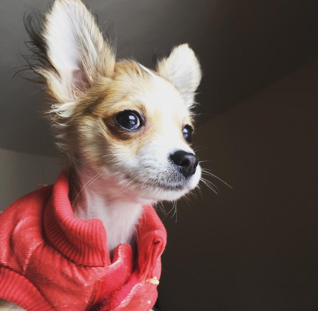 Amazing Transformation See How These Long Haired Teacup Chihuahua Puppies 25 Grew - dbhpxyy