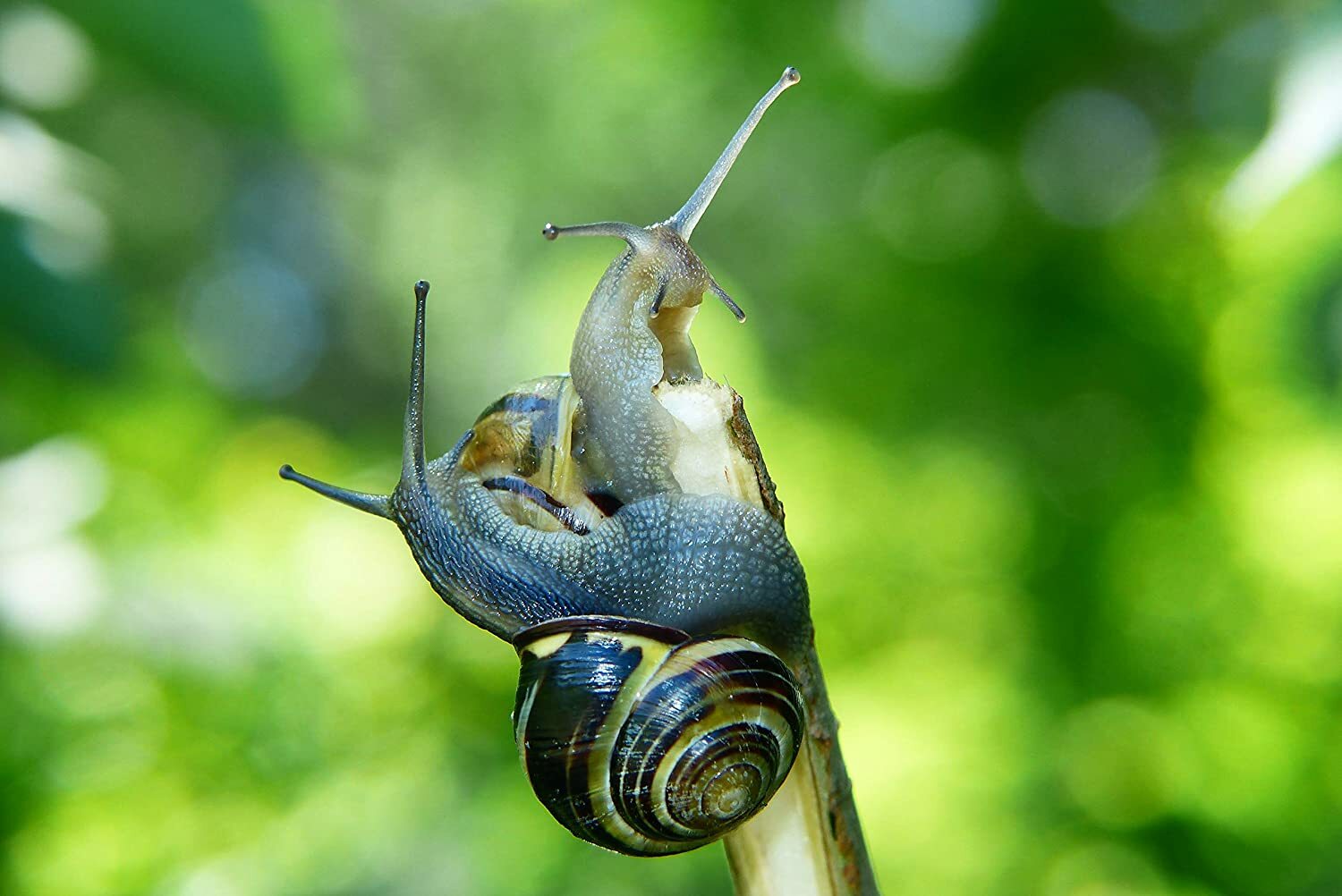 (2) TWO Live Land Milk Snail OtalaLactea ...