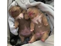 Lilac English Bulldog puppies