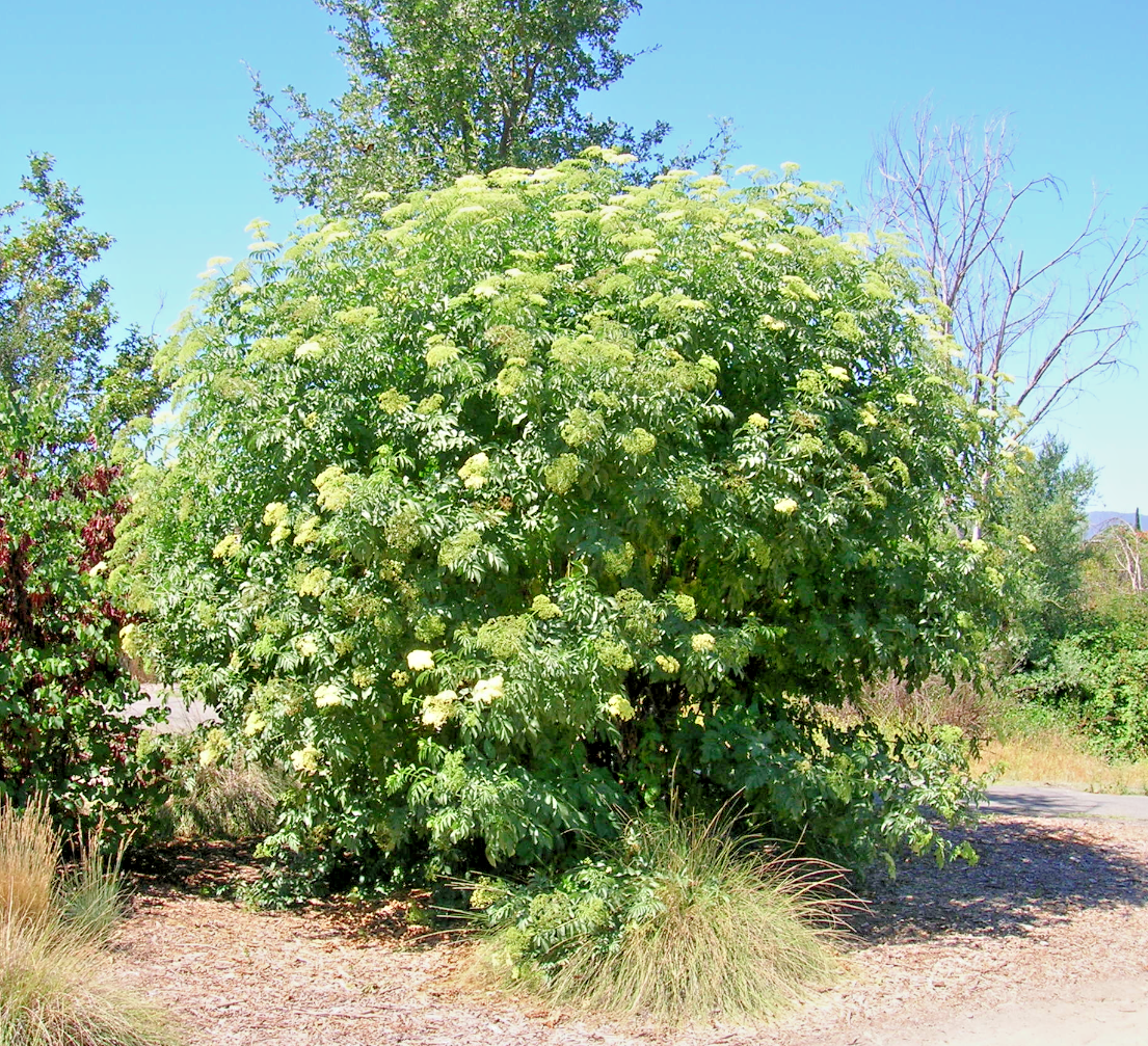 31+AMERICAN ELDERBERRY Seeds Big Native Shrub Bush Hedge Fruit Tree Green Fence