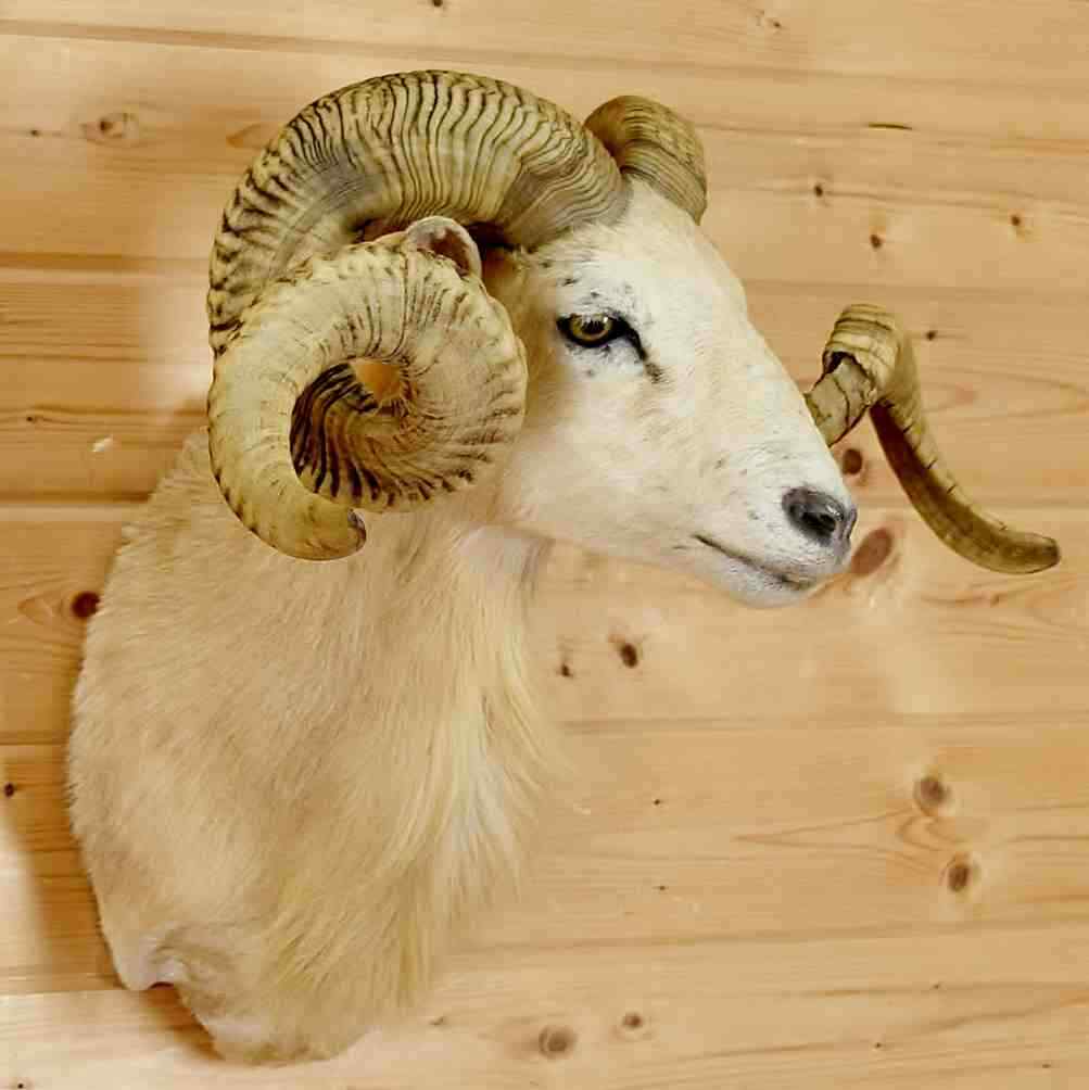 Texas Dall Sheep Taxidermy Mount - SW6286