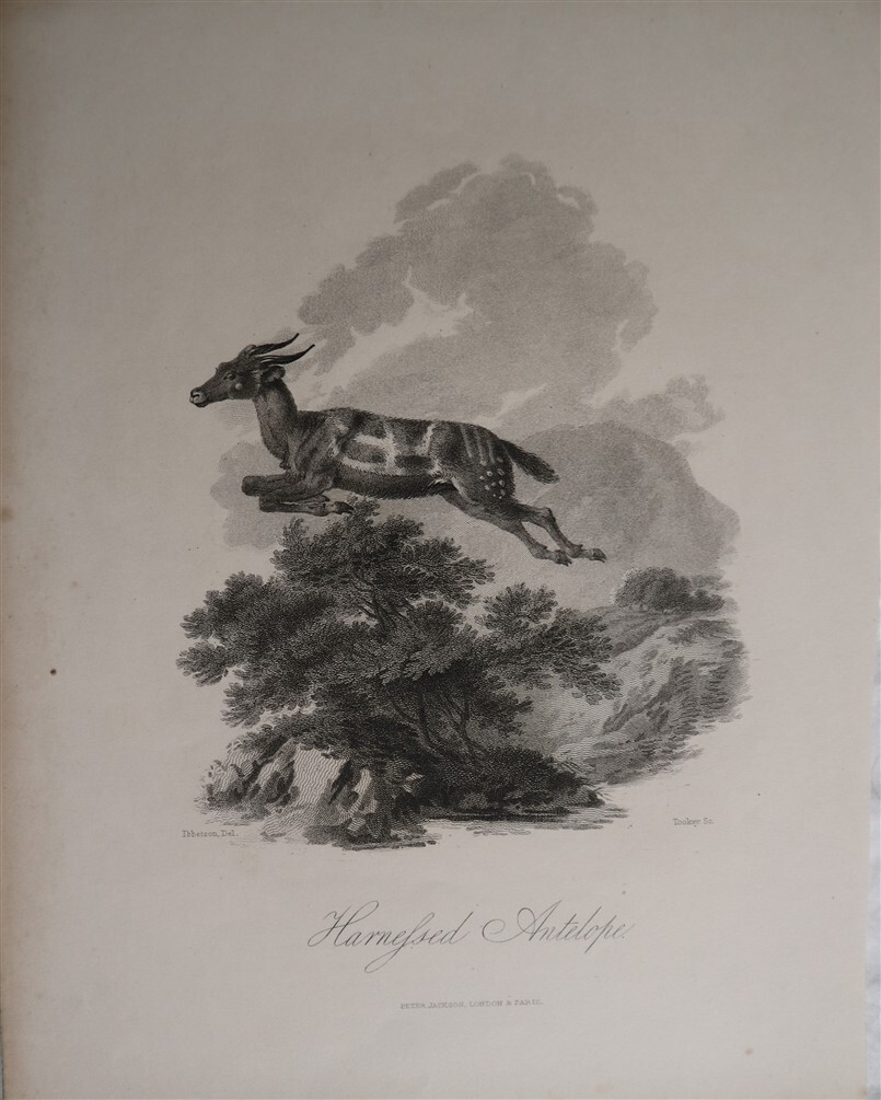 Harnesfed Antelope c1860 Original Engraving by Ibbetson